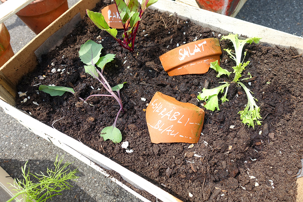 DSC00341 Urban Gardening Quai4