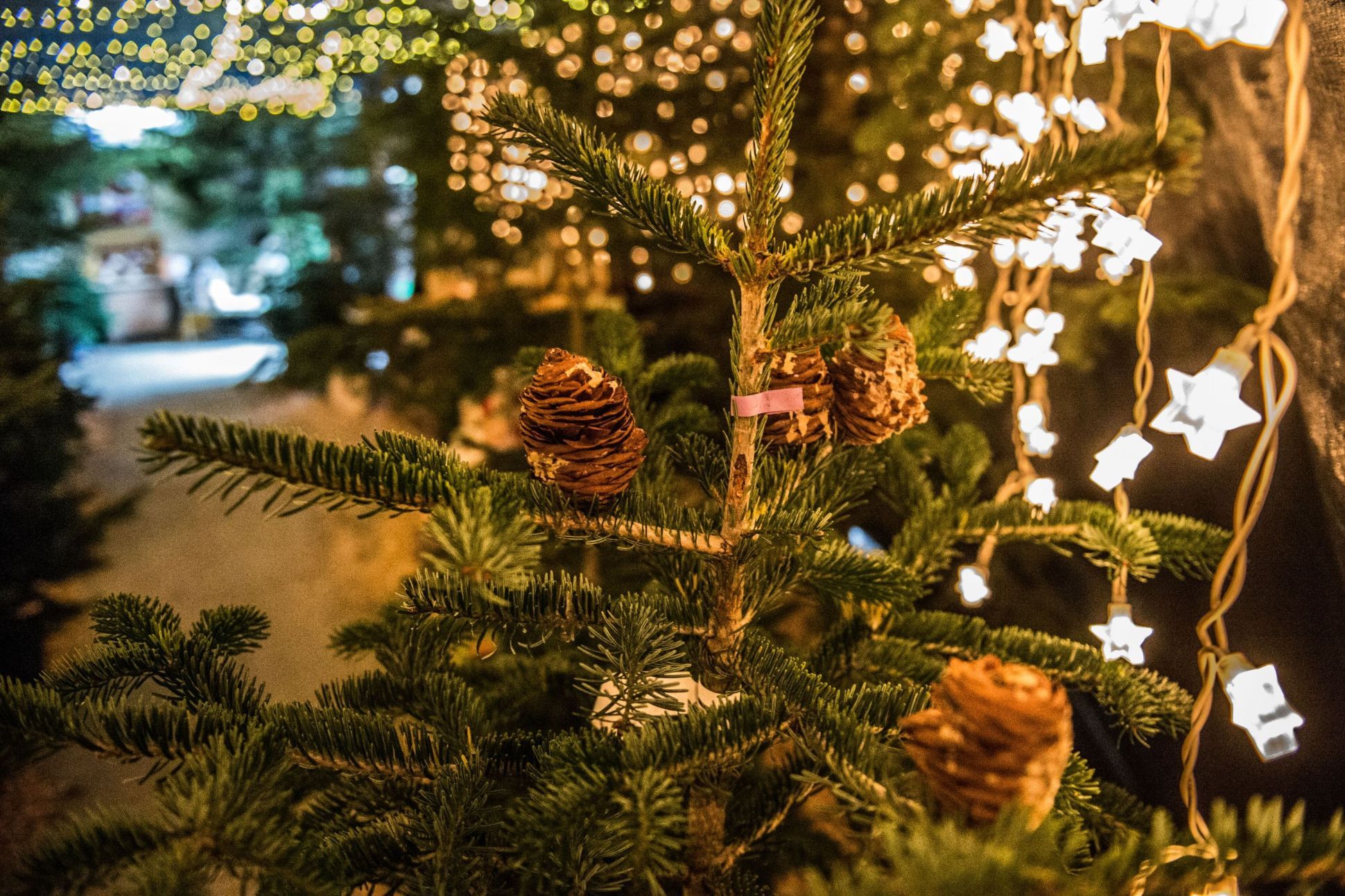 O Tannenbaum nachhaltig und umweltbewusst feiern Wärchbrogg